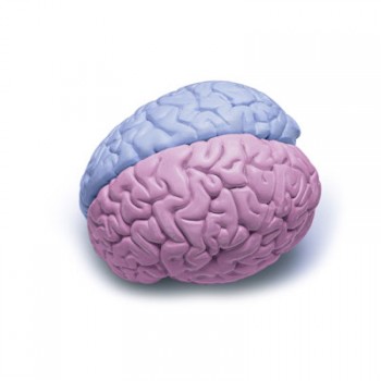brain-gender