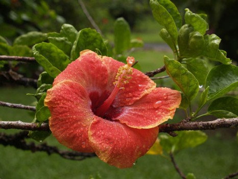 hawaii-