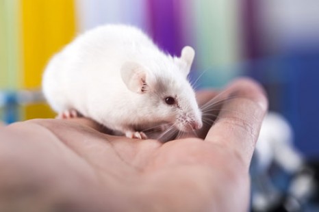 mouse