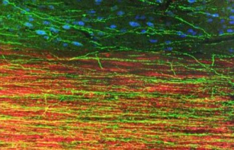 rat-cells
